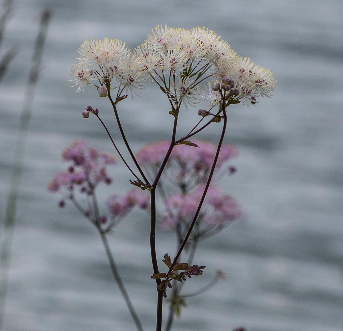 wei&szlig; und violett